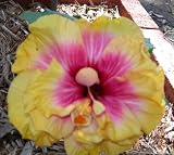 Cajun Color Hibiscus Pride of Acadiana - B001E58HWS