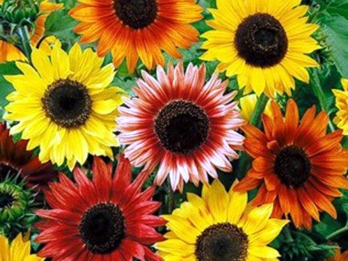 Sonnenblume - Autumn Beauty - Samenmischung - 20 Samen