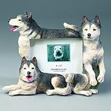 Siberian Husky -4