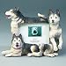Siberian Husky -4