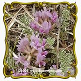 Ground Plum (Astragalus crassicarpus) Jumbo Wildflower Seed Packet - 60 Seeds