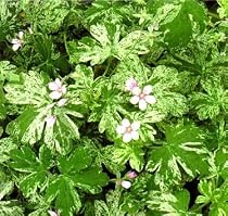 Confetti Hardy Geranium