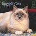   - Ragdoll Cats 2008 Square Wall Calendar