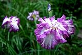 'Lion King' Japanese Iris - NEW - Potted