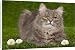 Canvas Prints of Cat - Siberian Blue Mackerel Tabby - sitting down on grass amongst flowers from Ardea Wildlife Pets