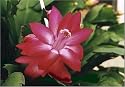 1 Red Christmas Cactus Plant - Zygocactus - 6" pot