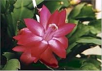 Red Christmas Cactus Plant - Zygocactus - 3" pot