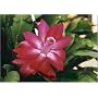 1 Red Christmas Cactus Plant - Zygocactus - 6" pot