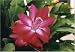 Hirt's Red Christmas Cactus Plant - Zygocactus - 3
