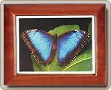 Blue Butterfly Spirit Tile Top Windup Musical Jewelry Box