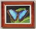 Blue Butterfly Spirit Tile Top Windup Musical Jewelry Box