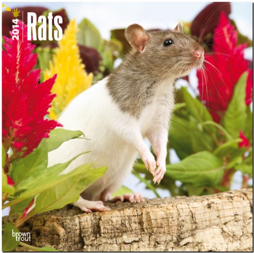 Rats Calendar (Multilingual Edition)