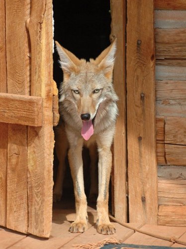 The Daily Coyote: A Story of Love, Survival, and Trust in the Wilds of Wyoming