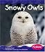 Snowy Owls (Pebble Books)
