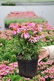 Amazon / Hirts: Perennials; Sun: Mistral Coneflower Perennial - Echinacea