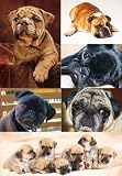 Produkt-Bild: HERMA Sticker DECOR "Hunde" VE=1