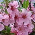 Mothers Day Gifts-Mothers Day Flowers-Patio Peach Tree