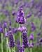 Lavandula Hidcote Giant 4