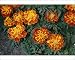 Photographic Prints of African Marigold - Close-up from Ardea Wildlife Pets