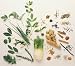 51FtwMCmMML. SL75  Herbal Skin Care