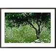 Wildflower Garden with Apple, Leucanthemum Vulgare Charleston Manor Collections Framed Photographic Poster Print by Sunniva Harte, 36x26