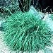 GRASS SEDGE 'BLUE GRAY' / 1 gallon Potted
