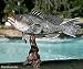 Taxidermy 19" Fiberglass Sea Bass Statue