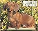 dachshund30 - Just Miniature Dachshunds 2010 Wall Calendar
