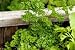 Coriander or Italian Parsley - 18