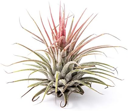 Tillandsia Ionantha Guatemala Extra Large