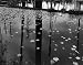 Leaves in Pond, 1956 - 48