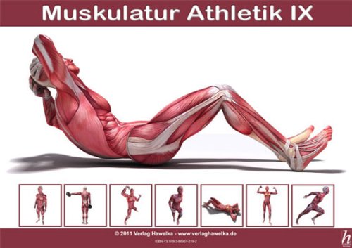 Hawelka Anatomie Poster - Muskulatur Athletik IX - DIN A3