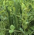 David's Cover Crop Spring Green Manure Mix 5 Pound Order
