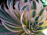 Desert Rose Cactus Mix 50 Seeds - Aeonium Mix