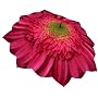 Gerber Daisy Umbrella 46" arc, 100% Pongee cover Galleria