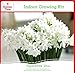 Holiday Time Indoor Growing Kit - Paperwhite 'Ziva'