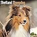 Shetland Sheepdog Calendar - Breed Specific Shetland Sheepdog Calendar - 2015 Wall calendars - Dog Calendars - Monthly Wall Calendar by Avonside