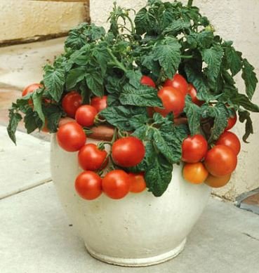 30+ ORGANIC Dwarf Tiny Tim Tomato Seeds Heirloom NON-GMO Sweet Mini
