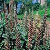Foxglove Milk Chocolate