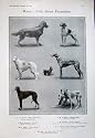 1905 Kennel Club Show Dogs Retriever Pointer Deerhounds