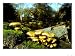 Honey Fungus, Armillaria Mellea Photographic Poster Print by David Boag, 16x12