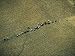 Aerial View of a Herd of Cattle Moving across a Dry Cracked Plain Photographic Poster...
