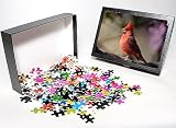Photo Jigsaw Puzzle of Male Northern cardinal (Cardinalis cardinalis), Chiricahuas, Coronado National from Robert Harding