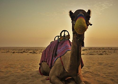 Printed Posters and Prints camel Picture Wall Art on Canvas Home Decor 28x20 inch unframed