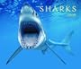 Sharks 2009 (Calendar)