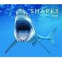 Sharks 2009 (Calendar)
