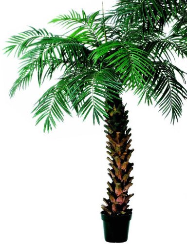 Potted Areca Palm Tree Topiary, 7′, GREEN