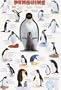 Penguins - Fun Facts and Types 24x36 Poster