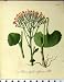 1879 ADENOSTYLES ALPINA ALPINE PLANT 1879 SEBOTH NATURE Image