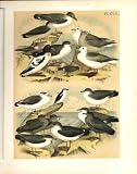 13 FULMAR PETREL STUDER-JASPER BIRDS OF AMERICA 1878